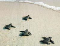 CLICK to enlarge baby Hawksbill turtles