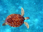 The glorious red turtle