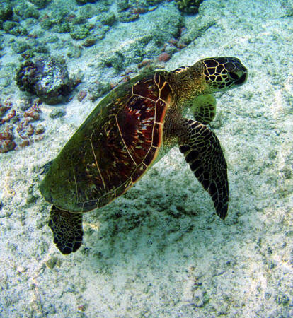 What a magnificent creature to behold.